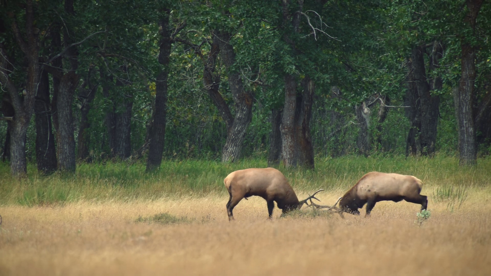 Download Secret World of Sound with David Attenborough